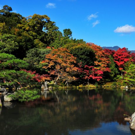 世界遺産 名勝 嵯峨天龍寺”曹源池庭園” 世界遺産 名勝 嵯峨天龍寺”曹源池庭園”